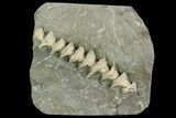 Archimedes Screw Bryozoan Fossil - Illinois #130227-1
